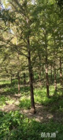 8公分中山杉