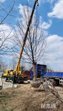 18公分欧洲小叶椴