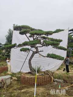 高度200厘米别墅松
