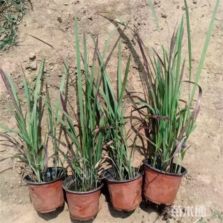 高度70厘米日本血草