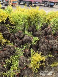 高度40厘米金叶女贞