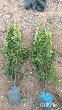 高度120厘米北海道黄杨