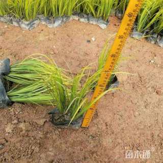 高度25厘米金叶菖蒲