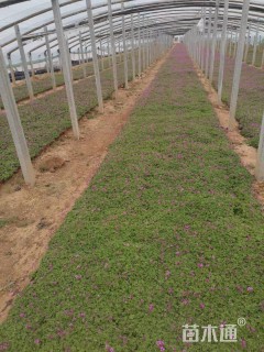 高度10厘米红花酢浆草