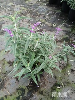 高度20厘米墨西哥鼠尾草