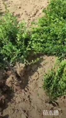 高度60厘米大叶黄杨小苗