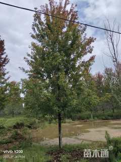 14公分美国红枫