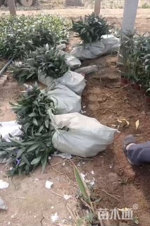 高度20厘米翠芦莉