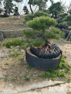 高度100厘米黑松