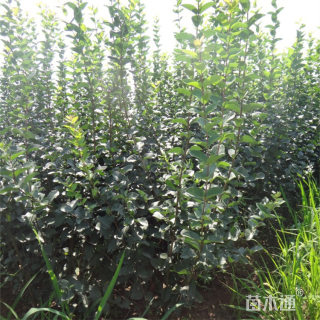 高度50厘米丁香小苗