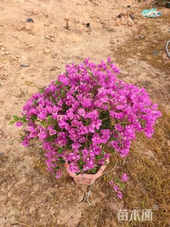 高度25厘米三角梅