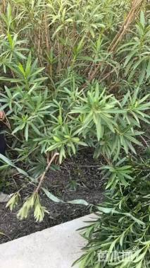 高度250厘米夹竹桃