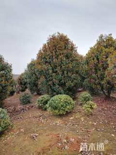 冠幅390厘米石楠球