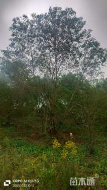 10公分(5杆)丛生乌桕