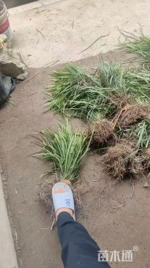 高度10厘米兰花三七草