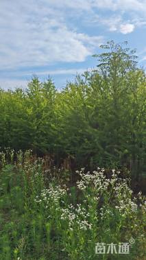 高度120厘米雪松