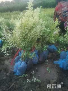 高度60厘米珍珠绣线菊