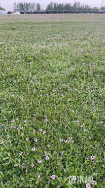 高度10厘米姬岩垂草