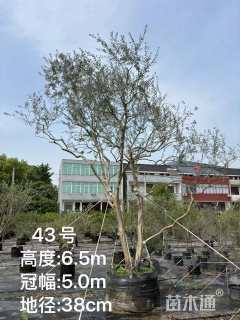 18公分油橄榄