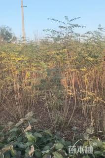 高度150厘米紫穗槐