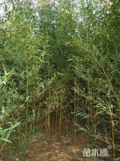 地栽苗黄槽石绿竹