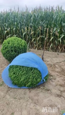 高度100厘米桧柏