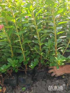 高度20厘米杜鹃