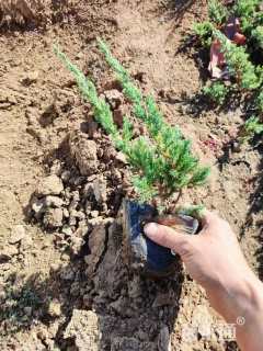 高度25厘米沙地柏