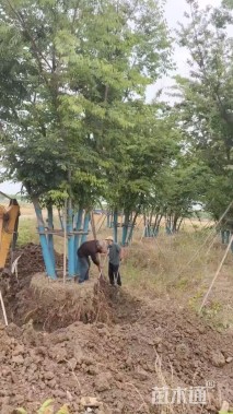 10公分(3杆)丛生朴树