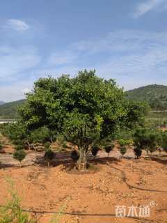 高度400厘米含笑