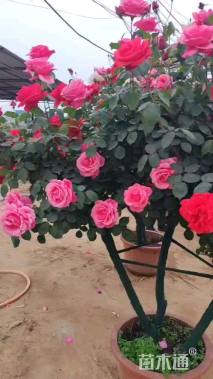 高度120厘米丛生月季