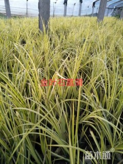 高度15厘米金叶石菖蒲