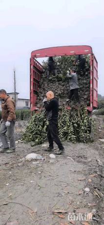 高度50厘米法国冬青