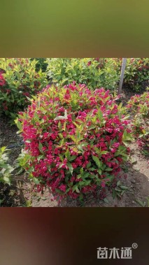 高度100厘米红王子锦带球