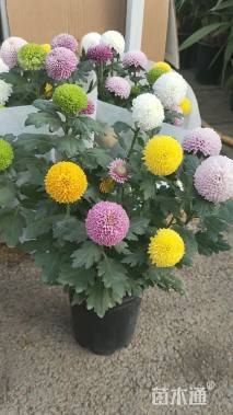 高度25厘米乒乓菊