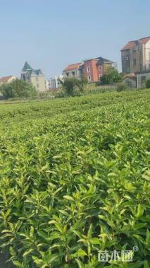 高度70厘米青珊瑚