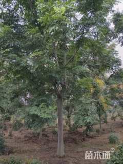 18公分黄山栾树