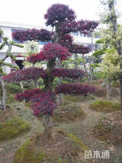 造型红花继木桩