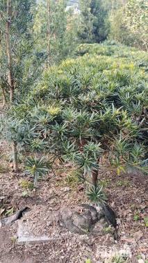 移栽苗造型罗汉松