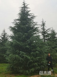 高度700厘米雪松