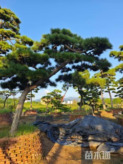 20公分造型黑松