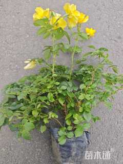 高度25厘米月季小苗