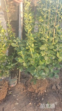 高度150厘米北海道黄杨