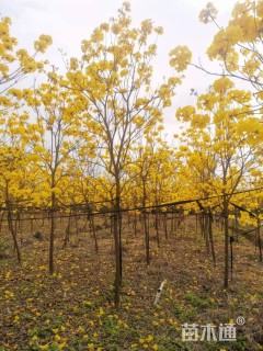 3公分黄花风铃木