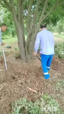 20公分(4杆)丛生朴树