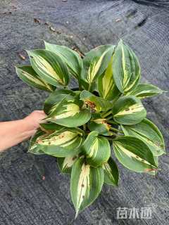 高度20厘米玉簪