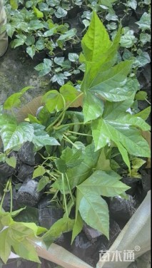 高度30厘米八角金盘