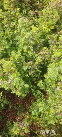 高度50厘米黄刺玫