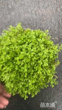 高度10厘米翠云草