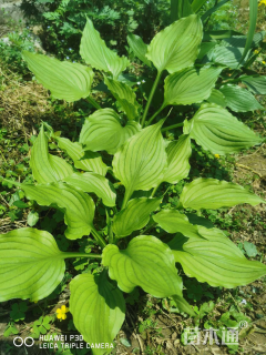 高度35厘米紫花玉簪